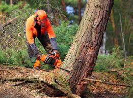 Tree and Shrub Care in Westmont, CA