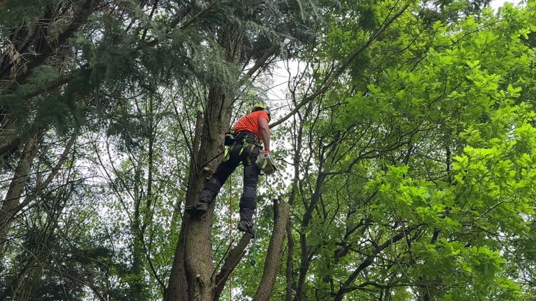 Westmont, CA Tree Care  Company